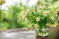 wild camomile flowers in a glass vase on rustic table in garden Royalty Free Stock Photo