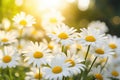 Wild camomile flowers with soft background