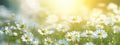 Wild camomile flowers with soft background