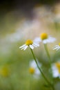 Wild camomile - Matricaria chamomilla - in the field Royalty Free Stock Photo