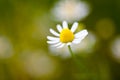 Wild camomile - Matricaria chamomilla - in the field Royalty Free Stock Photo