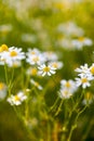 Wild camomile Matricaria chamomilla in the field Royalty Free Stock Photo