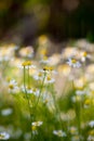 Wild camomile Matricaria chamomilla in the field Royalty Free Stock Photo