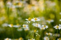 Wild camomile Matricaria chamomilla in the field Royalty Free Stock Photo