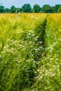 Wild camomile on meadow and wheat. Composition of nature Royalty Free Stock Photo