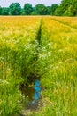 Wild camomile on meadow and wheat. Composition of nature Royalty Free Stock Photo