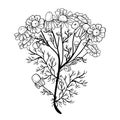 Wild camomile plant. Hand drawn sketch black and white vector illustration Royalty Free Stock Photo