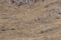 WILD Camouflaged Snow Leopard Panthera Uncia in Tibet resting on a mountain side