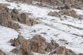 WILD Camouflaged Snow Leopard Panthera Uncia in Tibet walking on a mountain side Royalty Free Stock Photo