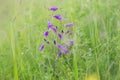 Wild Campanula flower blooms and green grass on meadow. Meadow grasses in nature