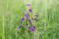 Wild Campanula flower blooms and green grass on meadow. Natural background