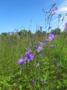 Wild Campanula flowers in the meadow 8662