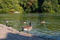 Canada Geese along the Shore of the Lake in Central Park of New York City during the Summer