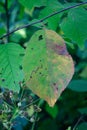 Wild Canada Plum Leaf Starting to Show Fall Color