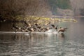 Wild Canadian Geese coming in for a landing Pic One Royalty Free Stock Photo