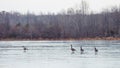 Wild Canadian Geese Flying over Wildlife Refuge in Winter Royalty Free Stock Photo