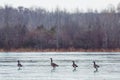 Wild Canadian Geese Flying over Wildlife Refuge in Winter Royalty Free Stock Photo