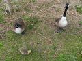 Wild geese of Roosevelt Island Royalty Free Stock Photo