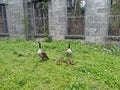 Wild geese of Roosevelt Island Royalty Free Stock Photo