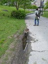 Wild geese of Roosevelt Island Royalty Free Stock Photo