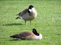 Wild Canadian geese preening on the meadow nibbling the grass, green juicy grass, in Indianapolis park, USA. Royalty Free Stock Photo