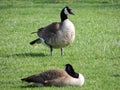 Wild Canadian geese preening on the meadow nibbling the grass, green juicy grass, in Indianapolis park, USA. Royalty Free Stock Photo
