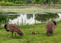 Wild Canadian Geese at Washington Park