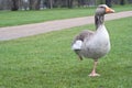 Wild canadian goose