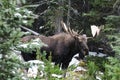 Wild Canadian Moose (Alces alces)