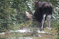 Wild Canadian Moose (Alces alces)