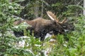 Wild Canadian Moose (Alces alces) Royalty Free Stock Photo