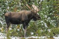 Wild Canadian Moose (Alces alces) Royalty Free Stock Photo