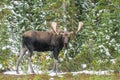 Wild Canadian Moose (Alces alces) Royalty Free Stock Photo