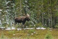 Wild Canadian Moose (Alces alces)