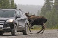 Wild Canadian Moose (Alces alces)