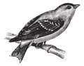 Wild Canary or American Goldfinch or Eastern Goldfinch vintage engraving