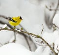 Wild canary on the branch of a tree. Royalty Free Stock Photo