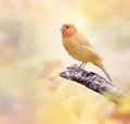 Wild Canary on a branch Royalty Free Stock Photo