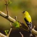 Wild canary on tree branch. Royalty Free Stock Photo