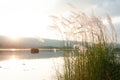 Wild cane or grass flower blowing in the wind. Lake, mountain, a Royalty Free Stock Photo