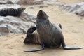 Wild cape fur seal, Namibia Royalty Free Stock Photo