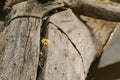 Wild Capeweed daisy growing from crack in dead tree beside lake