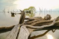 Wild Capeweed daisy growing from crack in dead tree beside lake