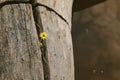 Wild Capeweed daisy growing from crack in dead tree beside lake