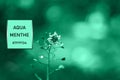 Wild Capsella flower with heart shaped leaves on blurred background in trendy Aqua Menthe 2020 color toned closeup