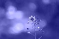 Wild Capsella flower with heart shaped leaves on blurred background in trendy Phantom Blue 2020 color toned closeup