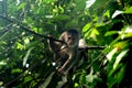 Wild capuchin monkey, cebus albifrons, relaxing between leaves in the jungle or tropical rainforest