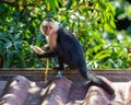 Wild Capuchin Monkey Eating a Banana