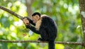 Wild Capuchin Monkey Eating Fruit on a Tree Branch Royalty Free Stock Photo
