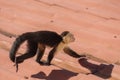 Wild Capuchin Monkey on a Rooftop